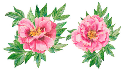 Pink peonies. A set of watercolor pink peonies hand drawn isolated on a white. Flowers, leaves for...