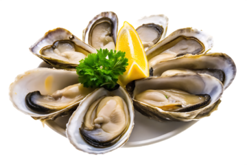 Fresh oysters arranged in a circle with lemon and parsley isolated on a transparent background