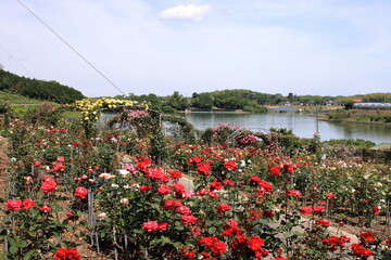 満開のバラ園