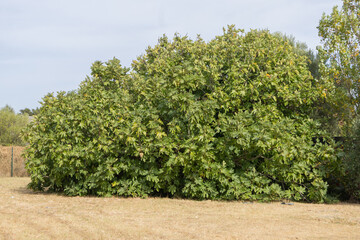 Fototapeta premium Large fig tree growing in dry grass field on sunny day