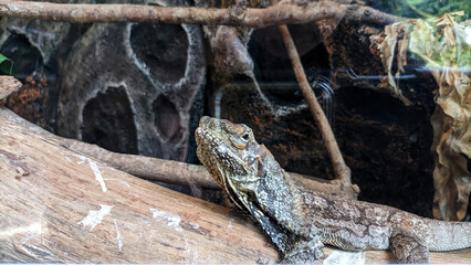 Kadal payung or Umbrella lizard or Chlamydosaurus kingii or iguana.