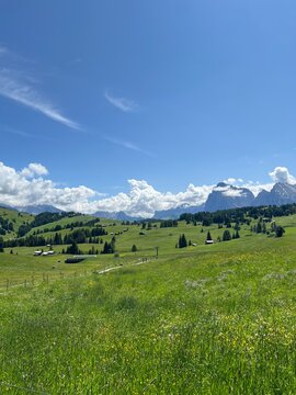alpine meadow in the mountains