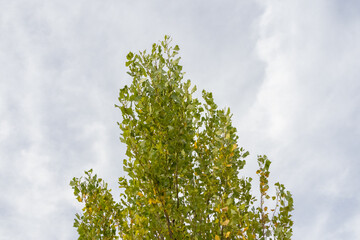 Poplar tree branches reaching for cloudy sky in autumn