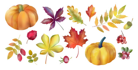 Autumn leaves. Pumpkin harvest. Watercolor fall leaf. Botanical maple tree foliage. Floral Oak acorn. Orange red and brown dry flora. Autumnal season. Vector isolated drawing elements set