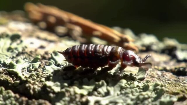Close Up Macro Video of a Dark Brown Insect Crawling on Lichen Covered Bark