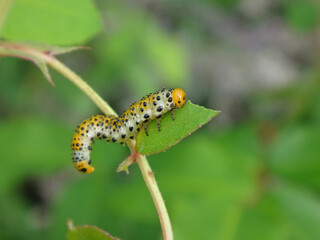 Large rose sawfly (Arge pagana) larva feeding on a rose plant leaf