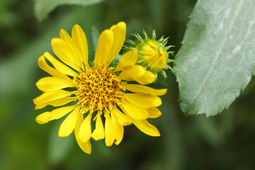 Close up of yellow grindelia  flower with green leaf background, selective focus.