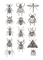 Collection of vintage insect illustrations including beetles, ants, dragonfly, and moth, detailed hand drawn entomology sketches.