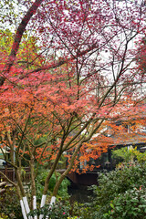 Close-up of the red maple leaves. Maple trees. Autumn leaves. Scene of autumn, nature concept.