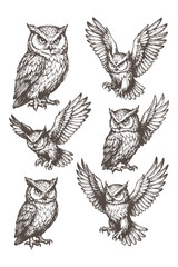 Hand drawn owls in vintage engraving style, perched and flying poses, detailed wildlife illustration for classic nature designs.
