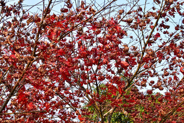 Close-up of the red maple leaves. Maple trees. Autumn leaves. Scene of autumn, nature concept.