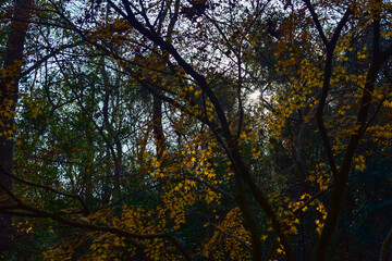 Mable trees in the forest. Autumn in the park. Maple trees in the public park. Scene of autumn, nature concept.