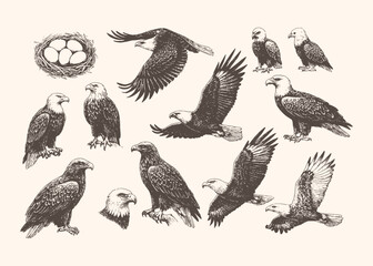Vintage engraving of flying and perched eagles, detailed wildlife sketch perfect for classic nature and animal designs.