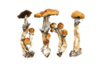 Close-up of three psilocybin mushrooms