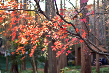 Close-up of the red maple leaves. Maple trees. Autumn leaves. Scene of autumn, nature concept.
