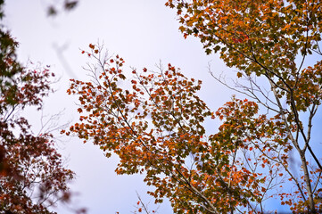 Close-up of the red maple leaves. Maple trees. Autumn leaves. Scene of autumn, nature concept.