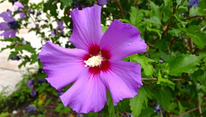 A vibrant, rich purple hibiscus flower blossoms amidst lush green foliage.