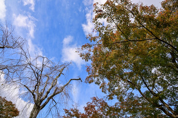 Mable trees in the forest. Autumn in the park. Maple trees in the public park. Scene of autumn, nature concept.