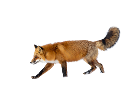 Snowy Landscape with Furry Red Fox in Motion