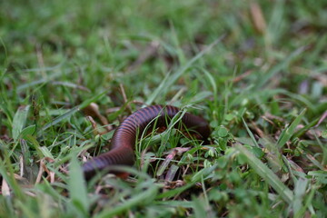 Narceus americanus millipede. It is a large millipede of eastern North America. Its Common names American giant millipede, worm millipede and iron worm.
