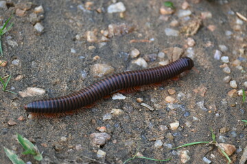 Narceus americanus millipede. It is a large millipede of eastern North America. Its Common names American giant millipede, worm millipede and iron worm.
