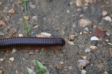Narceus americanus millipede. It is a large millipede of eastern North America. Its Common names American giant millipede, worm millipede and iron worm.
