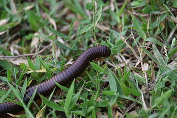 Narceus americanus millipede. It is a large millipede of eastern North America. Its Common names American giant millipede, worm millipede and iron worm.
