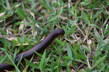 Narceus americanus millipede. It is a large millipede of eastern North America. Its Common names American giant millipede, worm millipede and iron worm.
