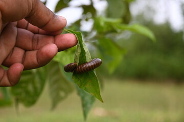 Narceus americanus millipede. It is a large millipede of eastern North America. Its Common names American giant millipede, worm millipede and iron worm.
