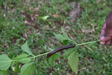 Narceus americanus millipede. It is a large millipede of eastern North America. Its Common names American giant millipede, worm millipede and iron worm.
