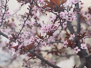 pink cherry blossom
