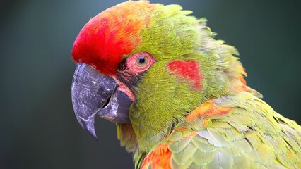 scarlet macaw parrot
