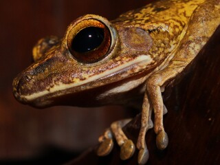 Golden tree frog Polypedates leucomystax, Bali, Indonesia