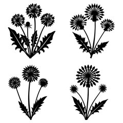 Obraz premium Illustration of four dandelion flower clusters with detailed leaves in black and white vector format