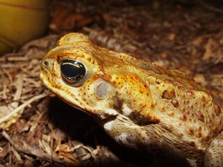 Cane toad Rhinella marina, Cairns, Queensland, Australia