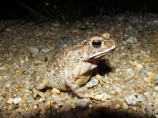 Asian common toad Duttaphrynus melanosticus, Langkawi, Malaysia
