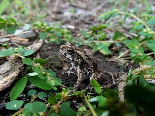 Young cane toad Rhinella marina, Port Douglas, Queensland, Australia
