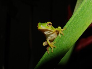 Dainty green tree frog Litoria gracilenta, Cairns, Queensland, Australia