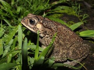 Asian common toad Duttaphrynus melanosticus, Sri Lanka
