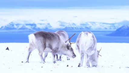 two horses in the mountains