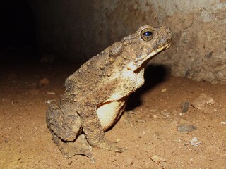 Asian giant toad Phrynoidis aspera (Bufo asper), Taman Negara, Malaysia