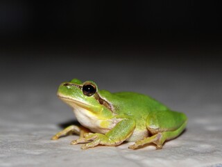 Obraz premium European tree frog Hyla arborea, Southern France