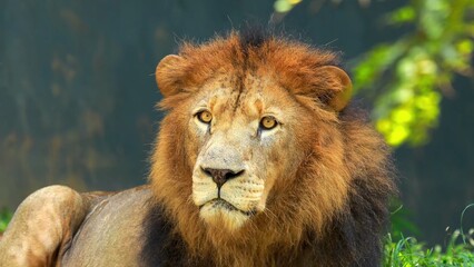 male lion in the grass