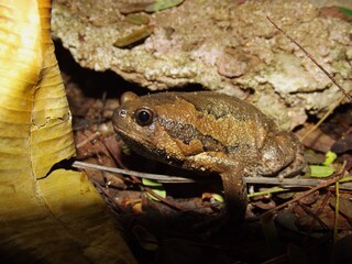 Banded bullfrog Kaloula pulchra, Krabi, Thailand