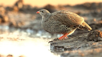 hen on the grass