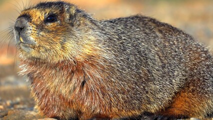 prairie dog on the ground