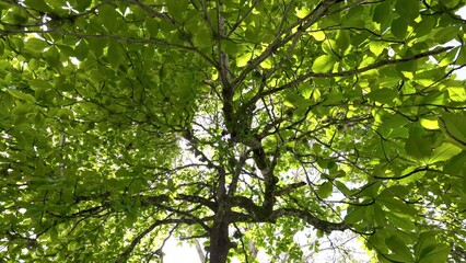 green leaves in sunlight