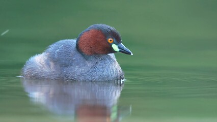 great crested grebe