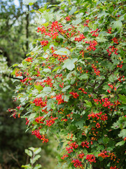 Viburnum shrub with red berries and green leaves