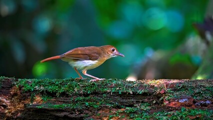 robin in the grass